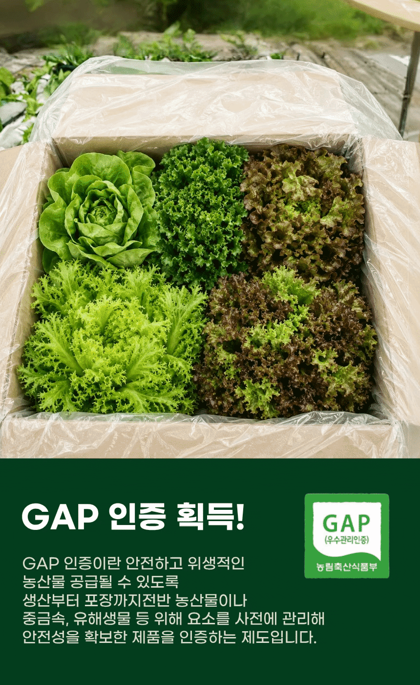 유러피안 프리미엄 샐러드 쌈채소, 3-5종 랜덤 혼합, 1kg, 1박스 상세 이미지 6