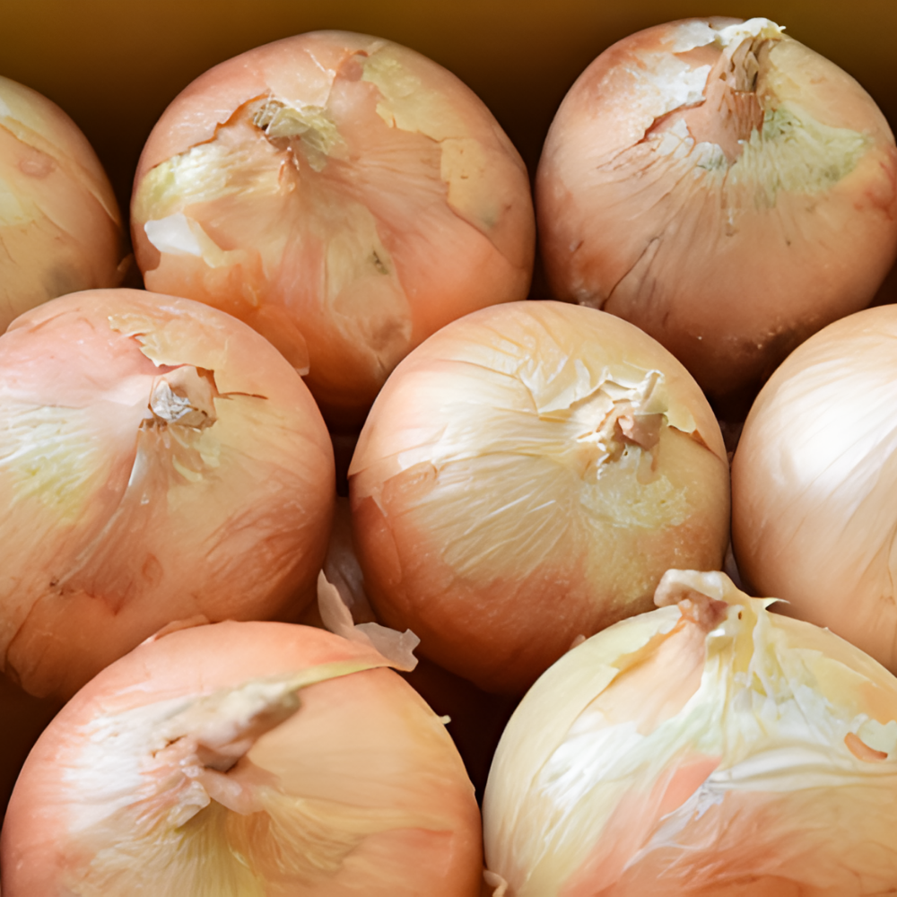 κ΅λ΄μ° λ¨λ¨ν ν μν, μ€λ, 5kg, 1λ°μ€