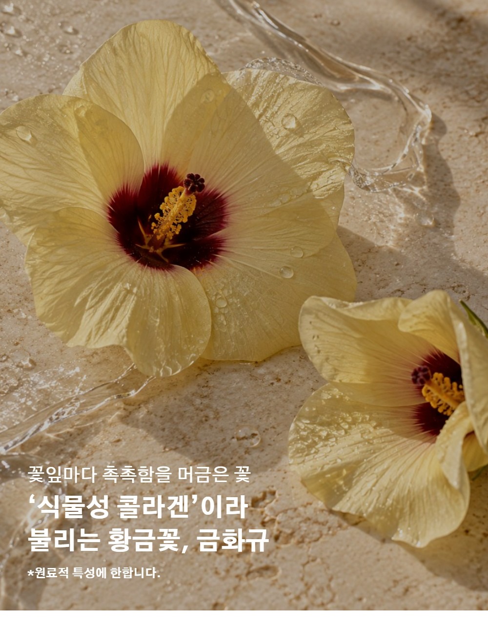 샤인버드 금화규 비누, 100g, 2개 상세 이미지 2