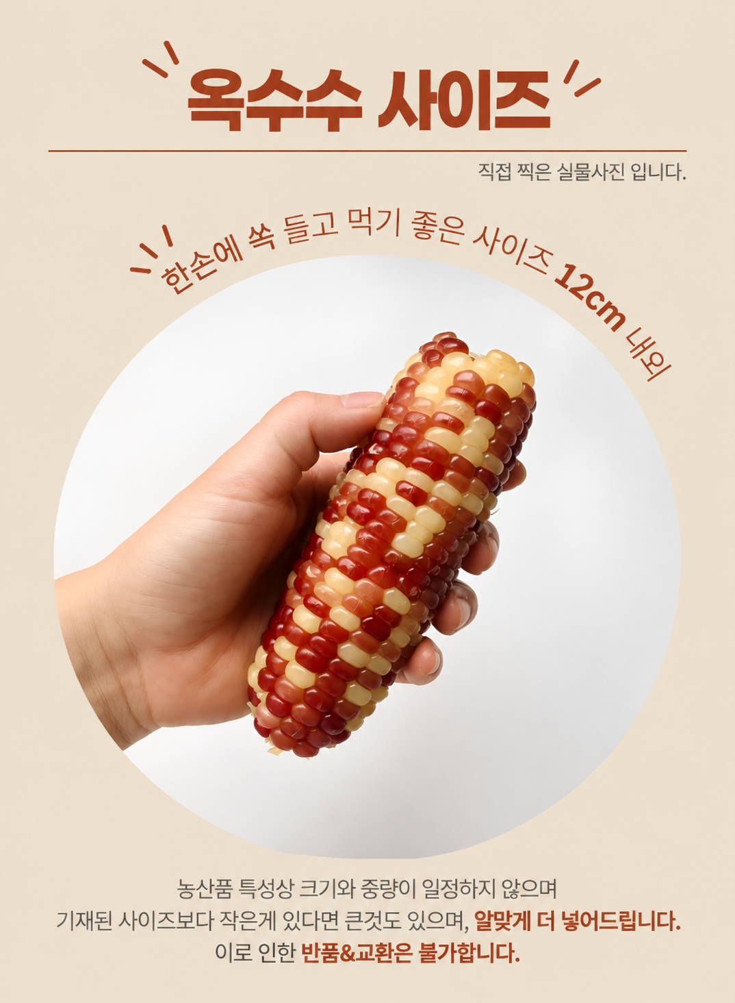한달음 홍찰옥수수, 중, 15개 상세정보 5