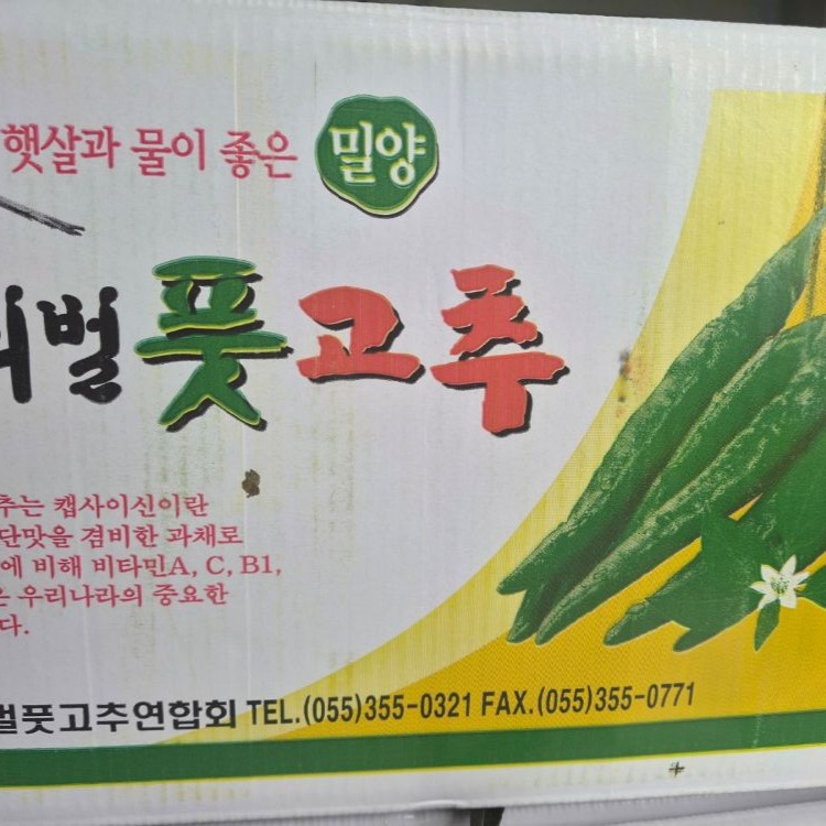 국내산 아삭이고추 오이고추, 1kg, 1박스 상품 이미지 3