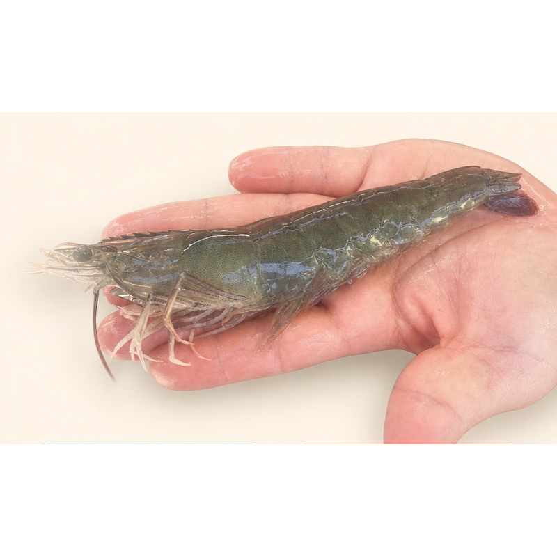 산들에담다 국내산 노지 활 새우, 500g, 1개 상품 이미지 1