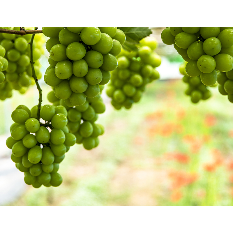 푸드빌리지 샤인머스캣, 2kg, 3-4수, 1박스 상품 이미지 4