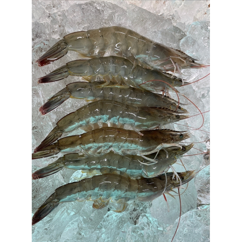 통영 횟감 활새우 1kg 주문 전 실패 줄이는 체크 포인트 5