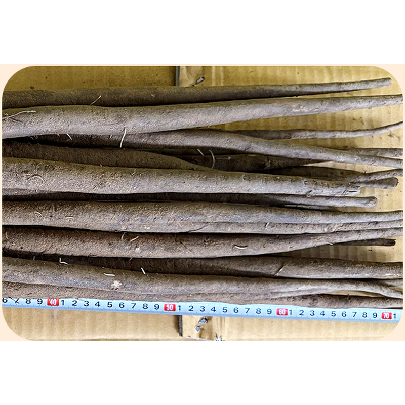25년 햇 우엉 국내산 우엉, 실속형 차용 많이 굵음, 2kg, 1박스 상품 이미지 2