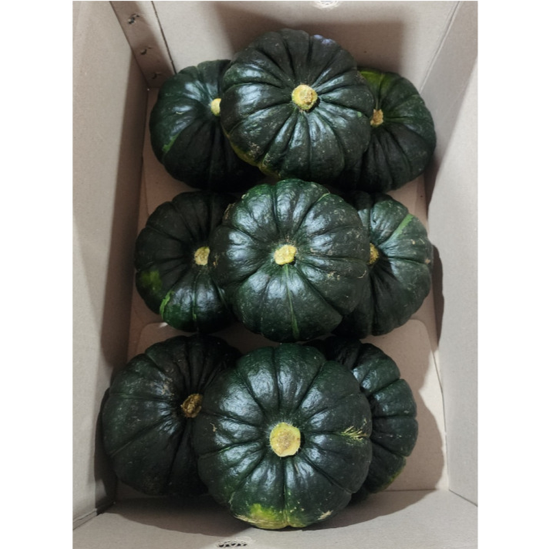 제주 미니 단호박 보우짱, 로얄과, 5kg, 1박스 상품 이미지 2
