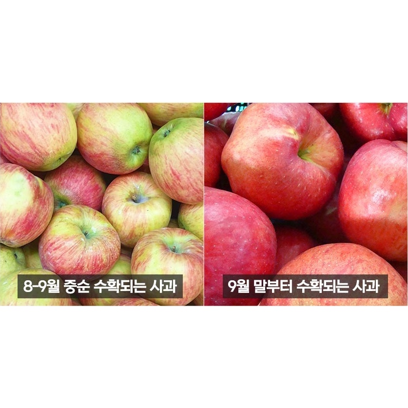 잇담 경북 홍로사과, 가정용, 실속형, 꼬마소과, 2kg, 13-18과 내외, 1개 상품 이미지 7