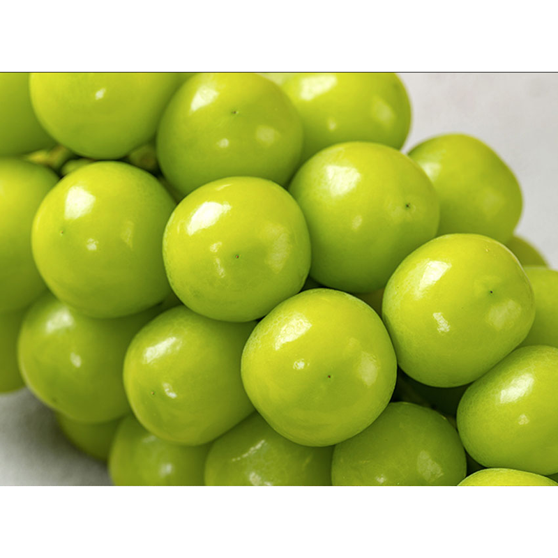 산지직송 고당도 샤인머스켓, 2kg, 1박스 상품 이미지 5