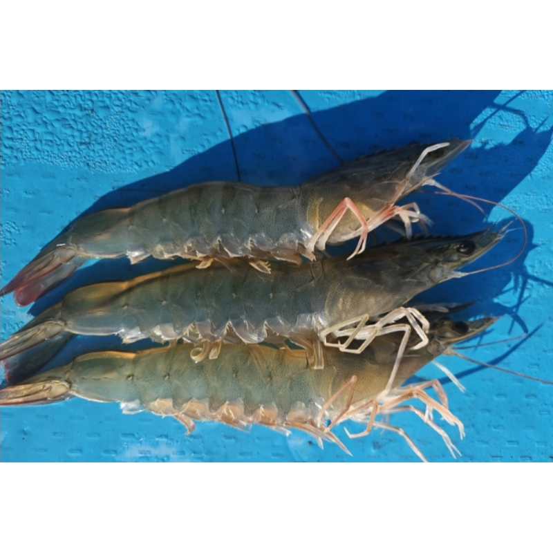 국내산 횟감 활 흰다리새우, 1kg, 1팩 상품 이미지 2