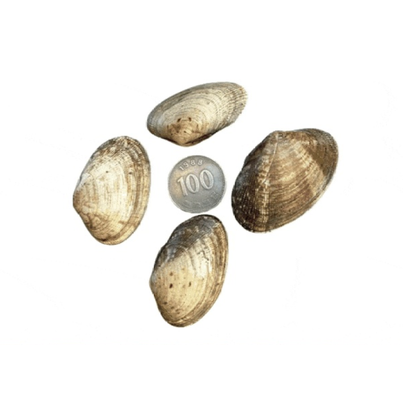 생물 왕 바지락, 1kg, 1개 상품 이미지 2