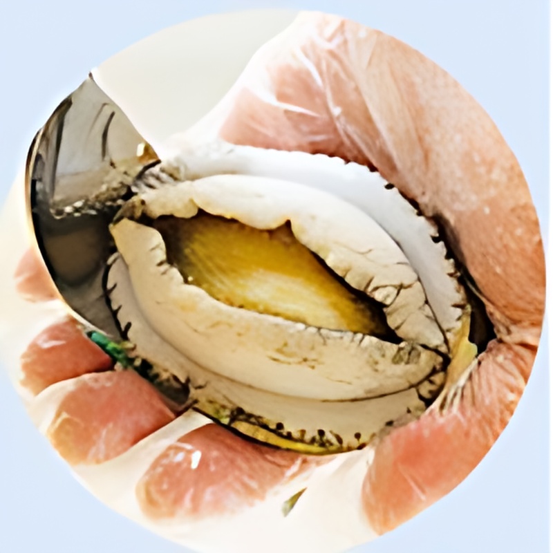 해신수산 완도활전복, 대, 12-14미, 1kg, 1개 상품 이미지 6
