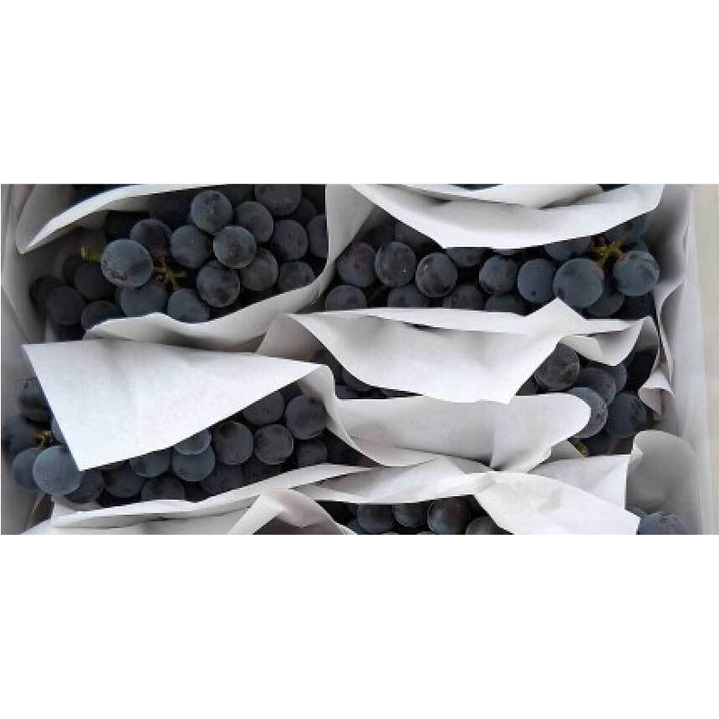 탐나유 캠벨포도, 2kg, 1개 상품 이미지 7
