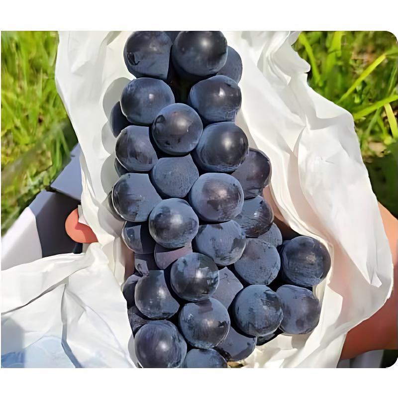 탐나유 캠벨포도, 2kg, 1개 상품 이미지 5