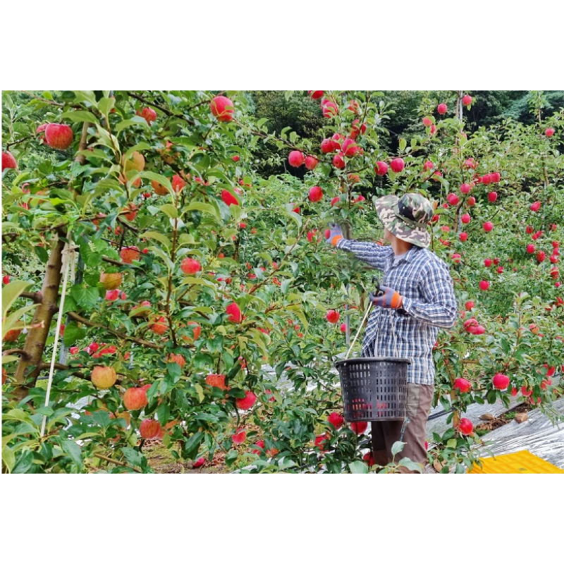경북 홍로사과, 5kg, 1박스 상품 이미지 3