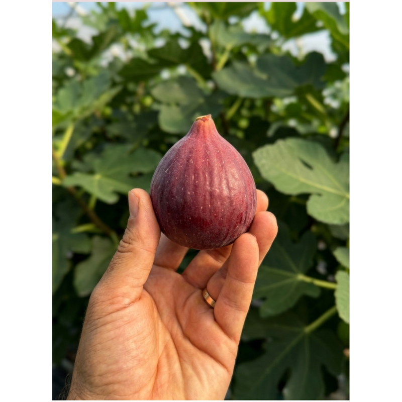 국내산 홍무화과, 특상품, 500g, 1팩 상품 이미지 5