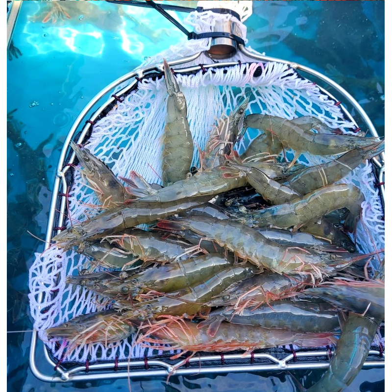 통영 횟감 활새우 1kg 주문 전 실패 줄이는 체크 포인트 2