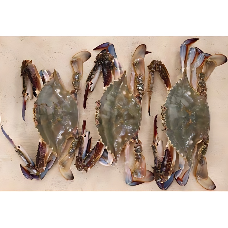 청춘농가 활숫꽃게, 1kg, 1박스 상품 이미지 3