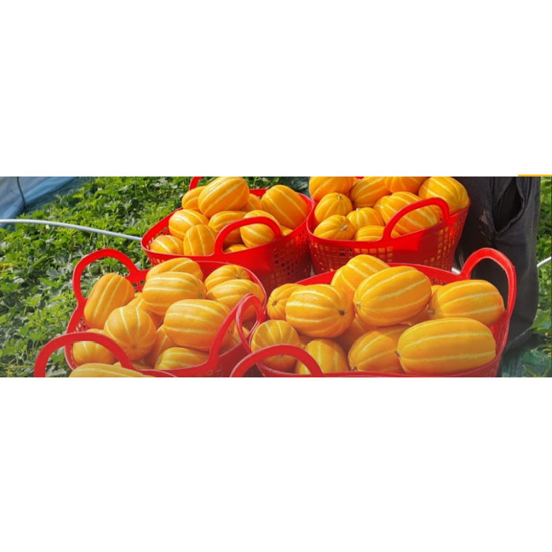 성주 꿀참외, 랜덤과, 5kg, 1박스 상품 이미지 3