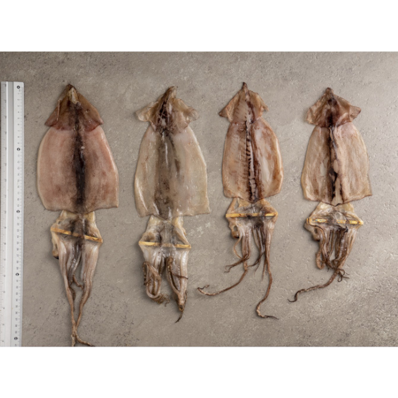 포항 구룡포 반건조 오징어, 500g 내외, 10마리 상품 이미지 7