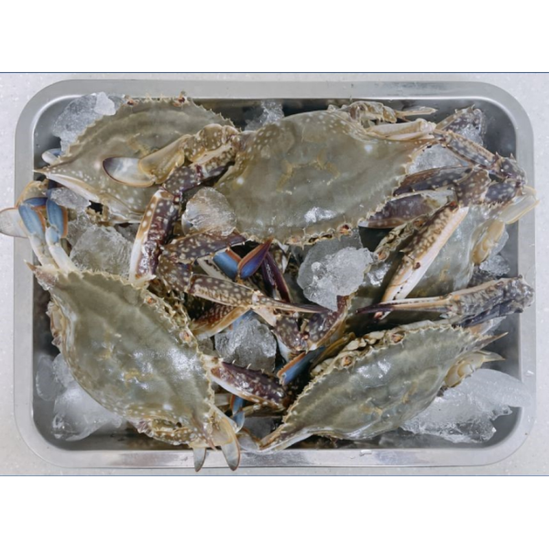 찬바다 국내산 생물 숫꽃게, 1kg, 1세트 상품 이미지 2