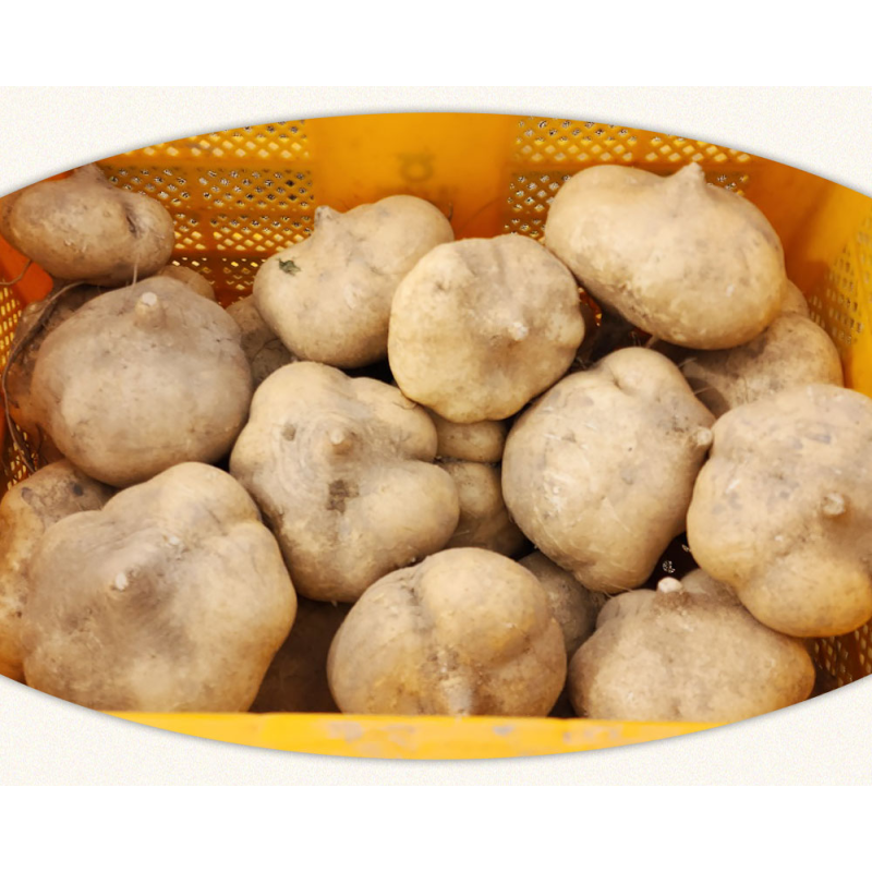 블루밍그린 히카마, 1kg, 1박스 상품 이미지 6