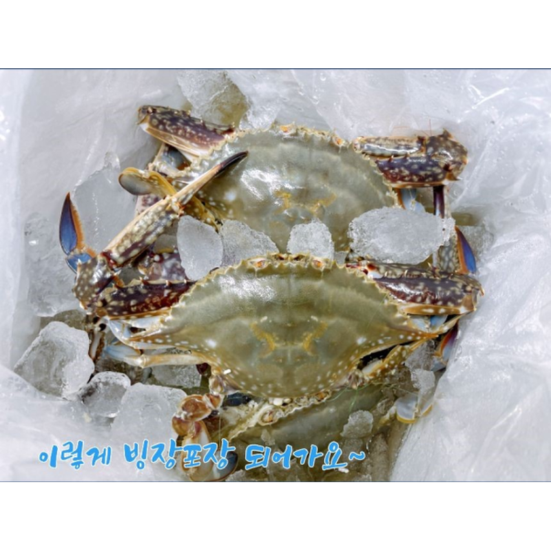 찬바다 국내산 생물 숫꽃게, 1kg, 1세트 상품 이미지 7