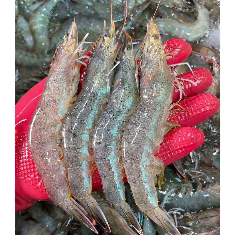 통영 횟감 활새우 1kg 주문 전 실패 줄이는 체크 포인트 3