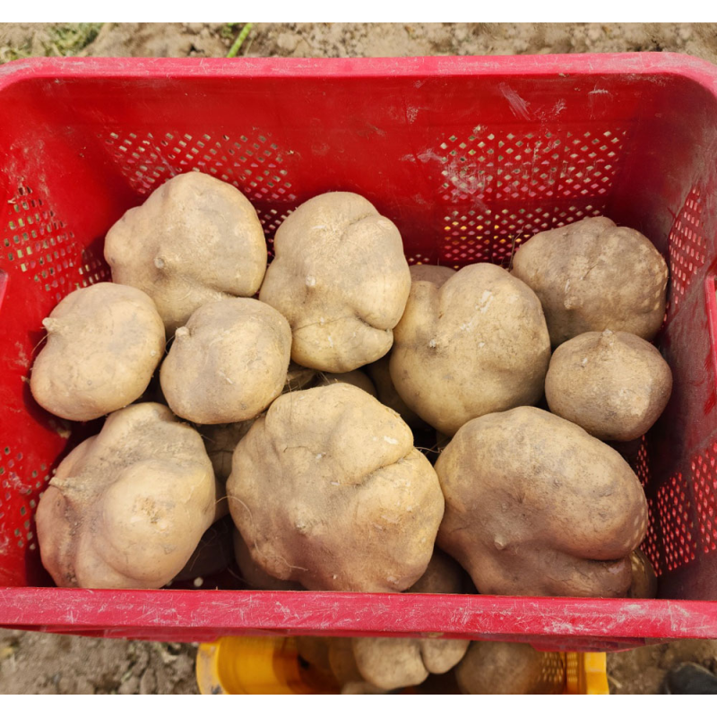 블루밍그린 히카마, 1kg, 1박스 상품 이미지 7