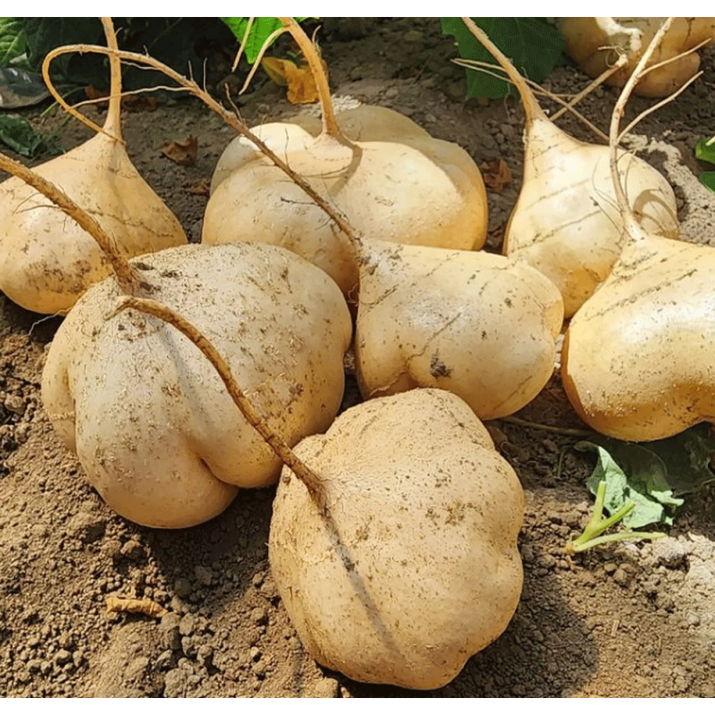 블루밍그린 히카마, 1kg, 1박스 상품 이미지 4