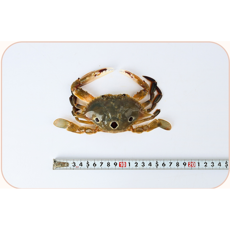 한방 삼점 암 꽃게장, 2kg, 1개 상품 이미지 8