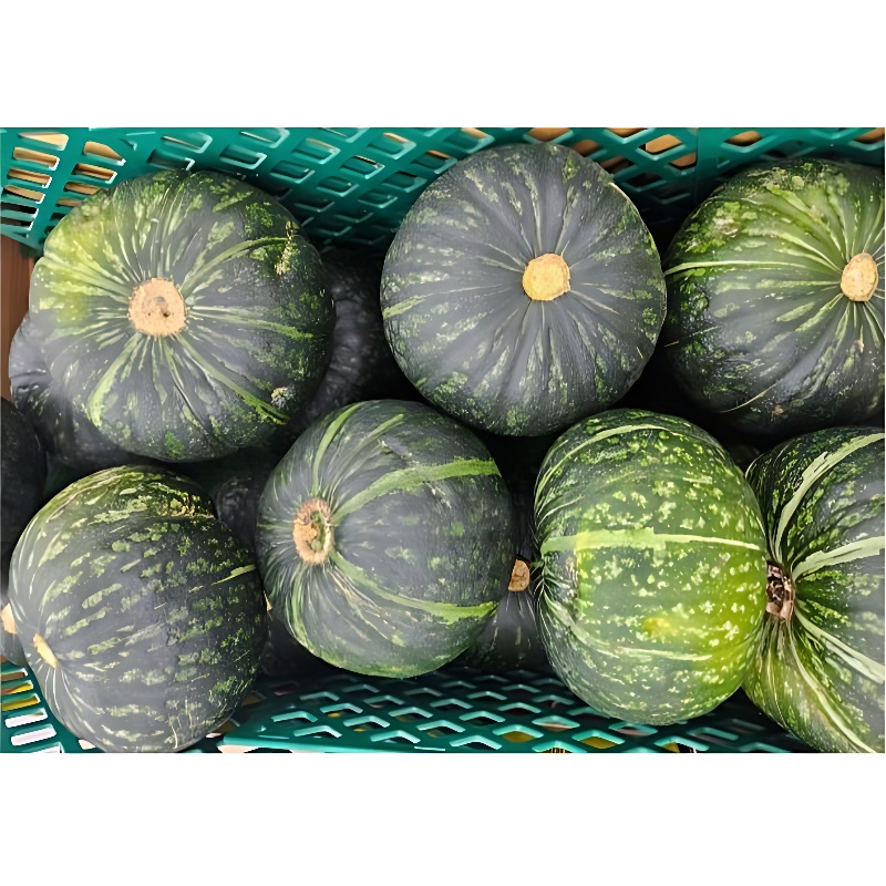 제주 미니 단호박 보우짱, 로얄과, 5kg, 1박스 상품 이미지 3