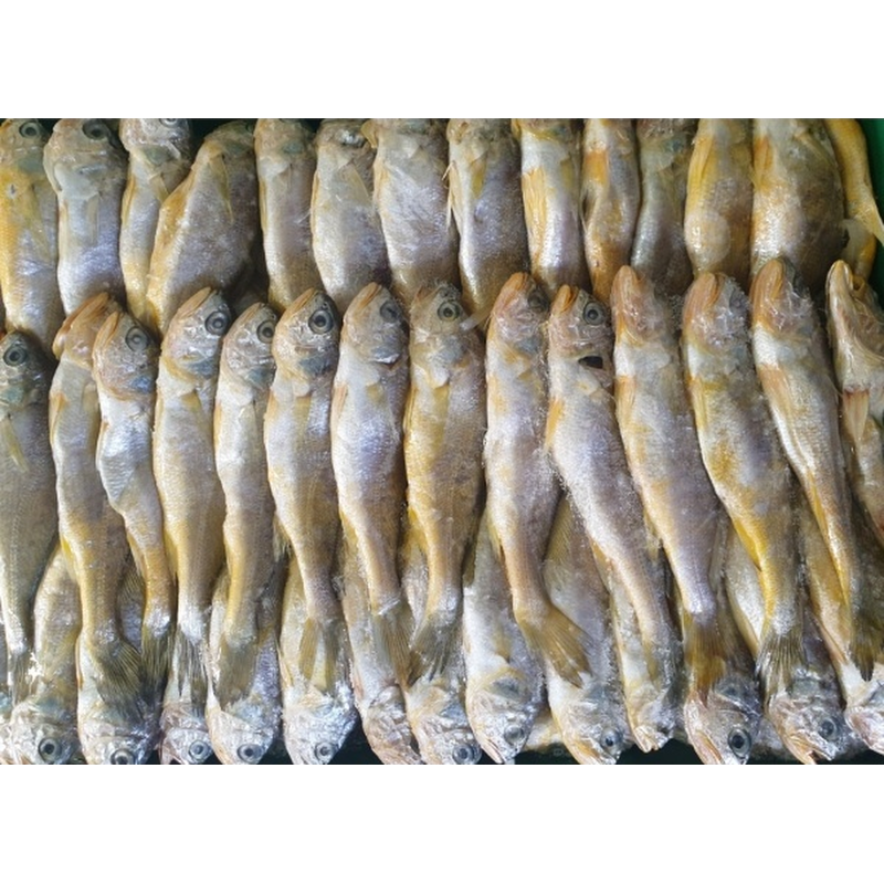 영광 급냉 생 참조기, 1.5kg 내외, 20~25미, 1박스 상품 이미지 6