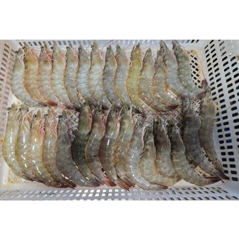 국내산 횟감 활 흰다리새우, 1kg, 1팩 상품 이미지 3
