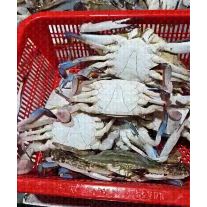 찬바다 국내산 생물 숫꽃게, 1kg, 1세트 상품 이미지 1