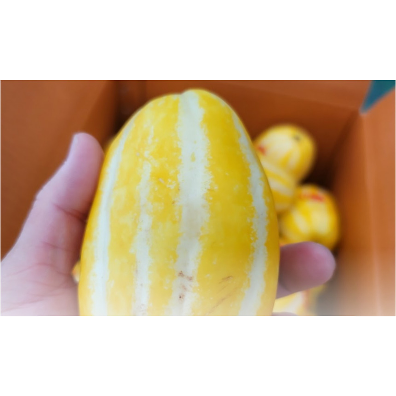 성주 꿀참외, 랜덤과, 5kg, 1박스 상품 이미지 7
