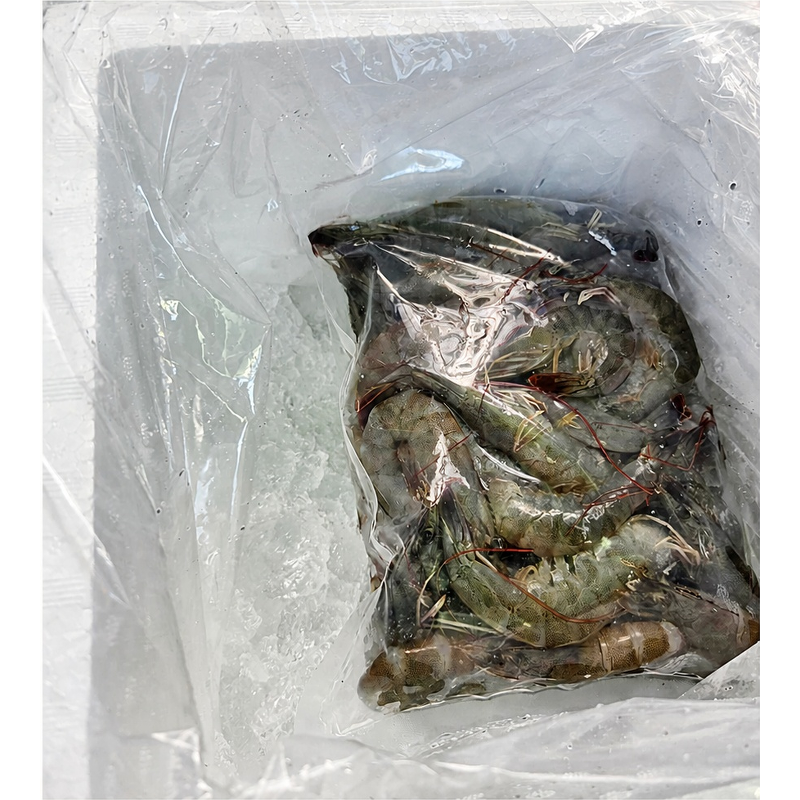 산들에담다 국내산 노지 활 새우, 500g, 1개 상품 이미지 2