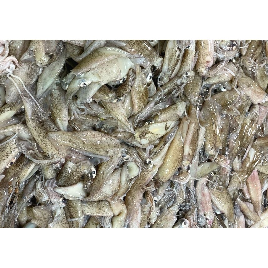 자연산 총알한치 통찜용, 15-23미, 500g, 2개 상품 이미지 5