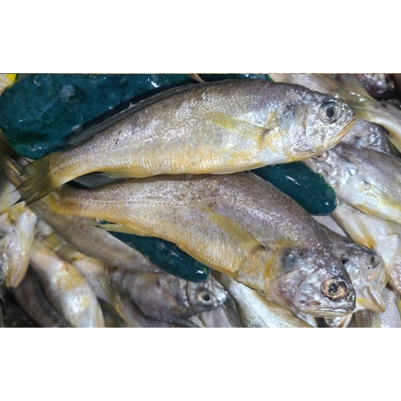 영광 급냉 생 참조기, 1.5kg 내외, 20~25미, 1박스 상품 이미지 4